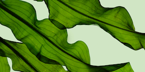 Fondo decorado para visualizaciones de Widgets Material.
